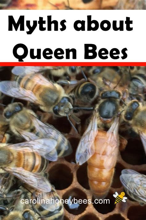 5 Amazing Myths About Queen Bees Queen Bees Bee Keeping Bee Facts