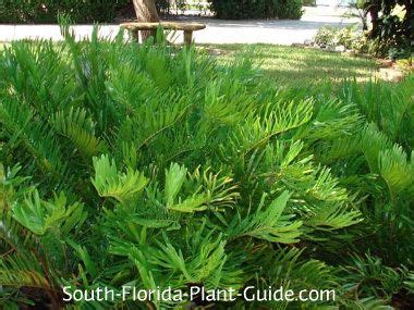 Ligustrum is a plant that is great for any garden because it is versatile, tolerant, and easy to care for. Coontie | Florida plants, South florida plants, Florida ...