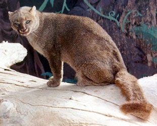 One big cat, different sizes other than humans, pumas have they can be found throughout much of south and north america. Jaguarundi Facts | Big Cat Rescue