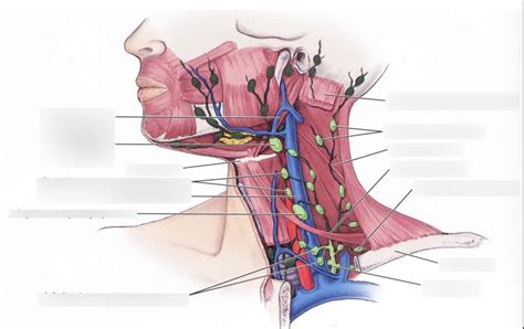 Deep Cervical Lymph Nodes Diagram Quizlet
