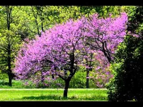 Crab apple tree it requires powerful self discipline to navigate the menu of crab ­apple ­temptations it would make a good focal feature in a town garden because of its tidy shape and its tolerance of pollution. Small garden trees - YouTube