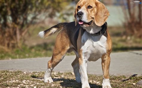 Beagle, Tounge, dog - Dogs wallpapers: 1920x1200