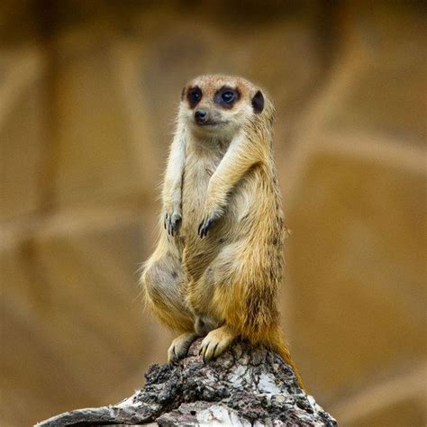 64 Best Meerkats Images On Pinterest Wild Animals