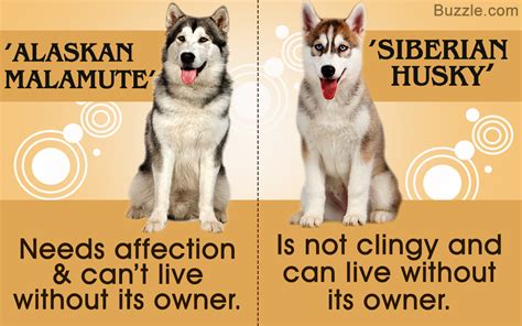 Alaskan Malamute Vs Siberian Husky Which Dog Makes A Better Pet