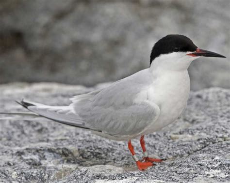A Roseate Tern Pictured Here In The Audobon Field Guide