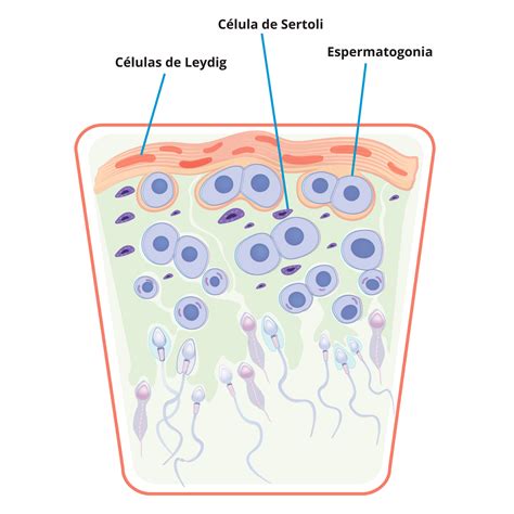 Espermatogénesis