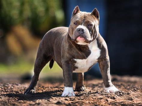 Our american bullies are bred in a loving environment and cared for by professional breeders. Razors Edge Pitbull Dogs and American Bullies