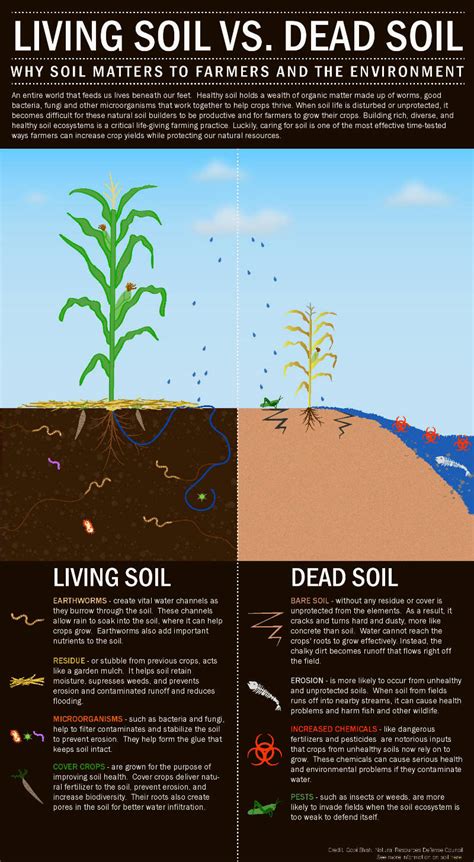 Living Soil Versus Dead Soil Why Soil Matters To The Environment