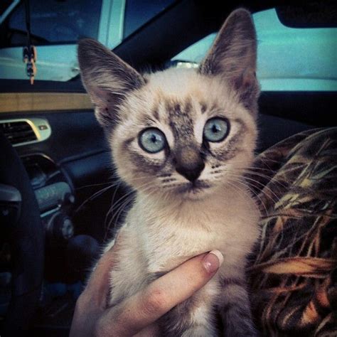 Lynx point siamese cats get their distinctive look from crossbreeds between siamese and tabbies. 117 best images about Lynx Point Siamese on Pinterest ...