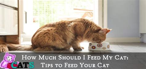 How much a 7 year old cat should weigh greatly depends on what kind of a cat it is and if it tends to have a large or small frame. How Much Should I Feed My Cat: Tips to Feed Your Cat - Catsfud