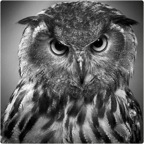 Pencil Drawing Of An Owlwow Amazing Hyper Realistic Art Pinterest