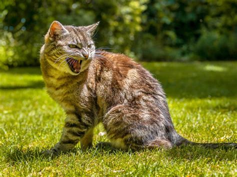325 Yelling Cat Stock Photos Free And Royalty Free Stock Photos From