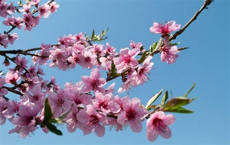I fiori, alberi, e odori italiani. Magazine - territorio - Dove ammirare gli alberi in fiore più belli in Emilia-Romagna - Non Solo ...