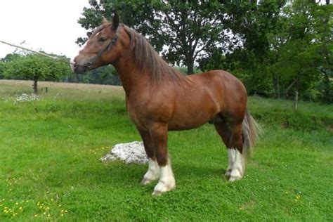 breton horse horse breeders union breton   trait breton breton draught horse
