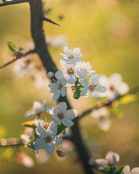 Fruit Tree Blooming Stock Photo Image Of Branch Bloom 234956860