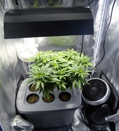 How Many Plants To Maximize Grow Space Grow Weed Easy