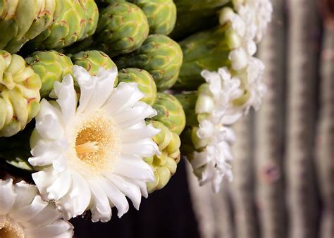 What Is The State Flower Of Arizona Worldatlas