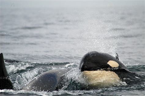 Killer Whale Breaching Orcinus Orca Alaska Southeast Alaska Near