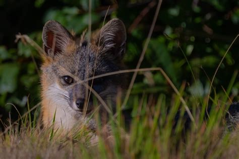 A Gray Fox Waiting In The Bushes As Photographed By Mike Petrich