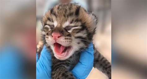 Rare Ocelot Kittens Born At Arizonas Desert Museum