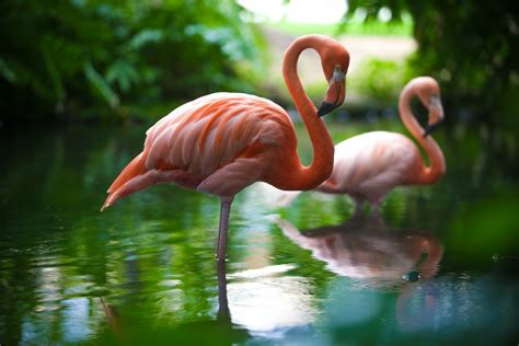 Flamingo Wallpapers High Quality Download Free