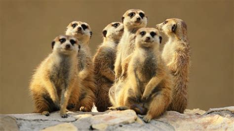 10 Fascinating Facts About Meerkats Animal Tv Hindi