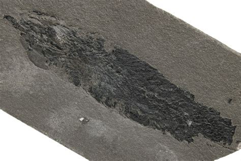 54 Early Devonian Lung Fish Pentlandia Fossil Scotland 217960