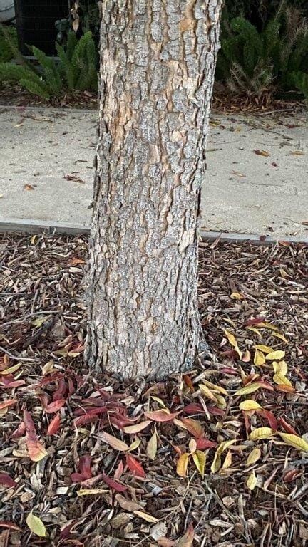 Meet This Tree The Chinese Pistache Larchmont Buzz Hancock Park News