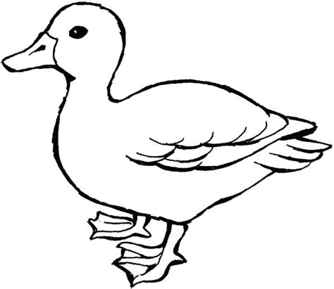 Clipart Duck Outline Clipart Duck Outline Transparent Free For