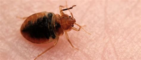 5th Avenue Apple Store Infested With Bed Bugs For The Past Month The