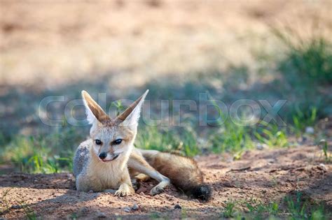 Cape Fox Laying In The Sand Stock Image Colourbox