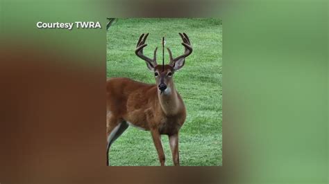 Video Deer Shot Through Head With Crossbow In Tennessee Poacher