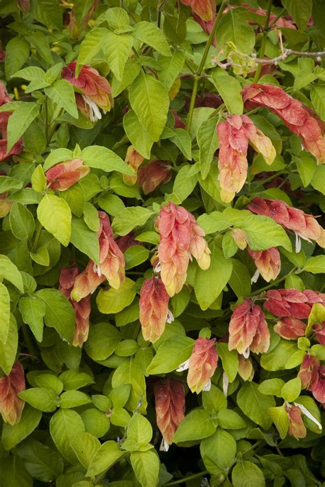Like most plants that are native/naturalized to texas but not colorado, i wasn't a fan at the beginning. Shrimp Plant | Plants, Backyard plants, Monrovia plants