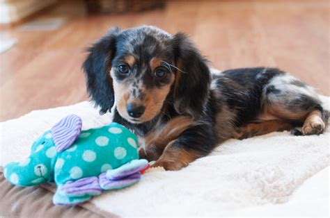 16 Best Toys For Dachshunds That Make Playtime Fun