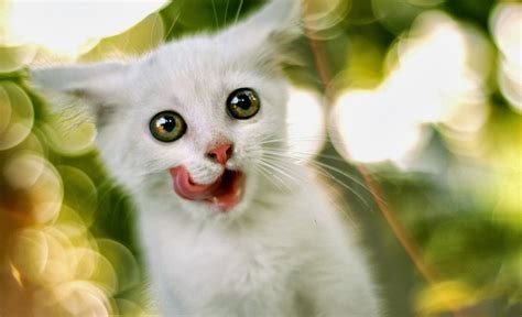 Kamu bisa mendapatkan gambar dari situs ini dengan cara mendownload gambar secara manual. Gambar Keren Hd Lucu : Koleksi Download Gambar Lucu Hd Gambar Gokil : Karena dengan hiburan ...