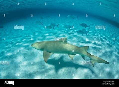 A Sicklefin Lemon Shark Negaprion Acutidens Cruises Over A Sandy