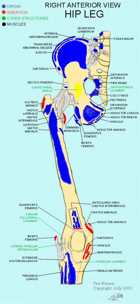 Anatomy Of Pelvis Bone Muscles