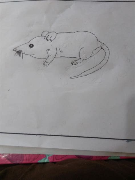 How to draw mouse for kids? 3 Ways to Draw a Mouse - wikiHow