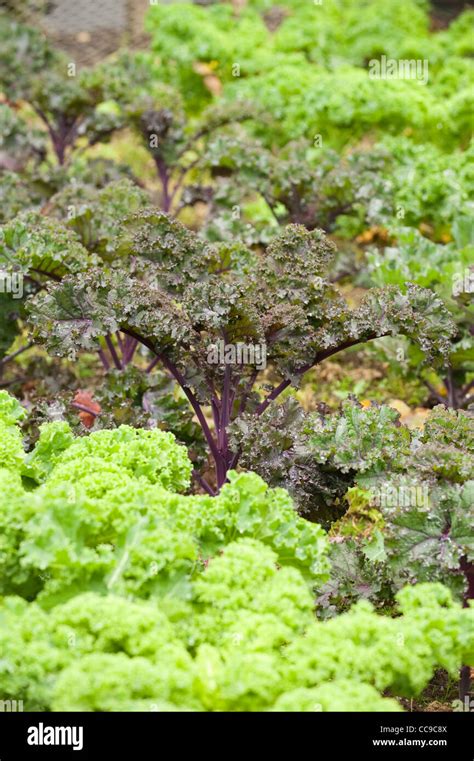 Kale ‘scarlet Brassica Oleracea Stock Photo Alamy