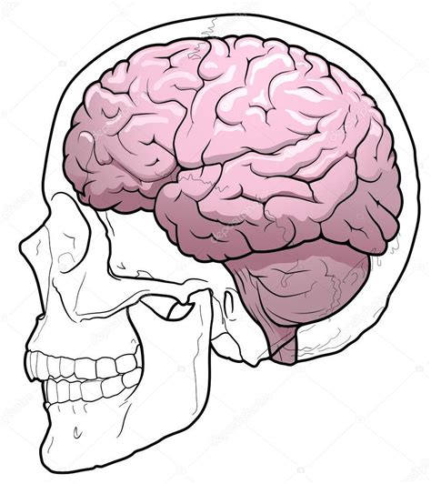 人間の脳と頭蓋骨 イラスト素材 © Befehr 113548460
