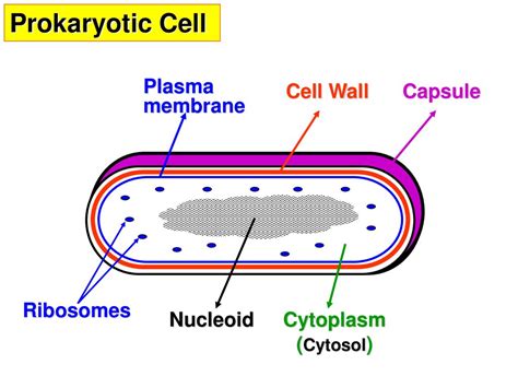 Prokaryotic Cell Capsule Cell Wall Plasma membrane Cytoplasm (Cytosol