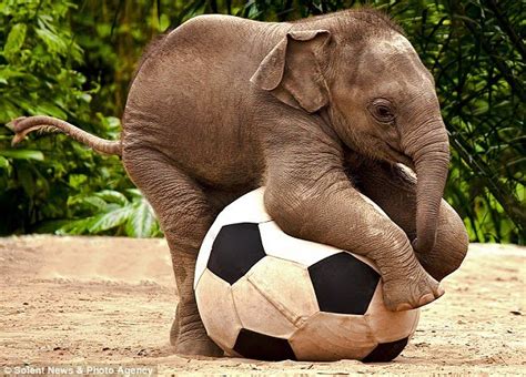 On Me Trunk Son Baby Pele Phant Shows Off His Silky Ball Skills