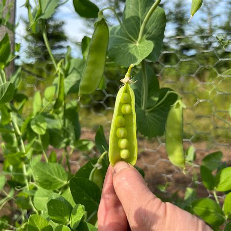 Mammoth Melting Sugar Snow Pea Revival Seeds