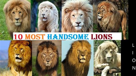 10 Most Handsome Lions In The World World Most Beautiful And Majestic