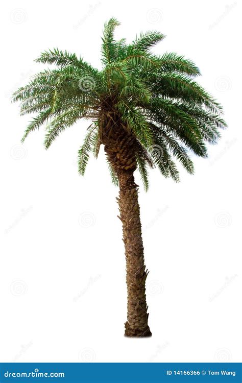 Palm Tree Isolated On White Background Stock Photo Image Of Tropical