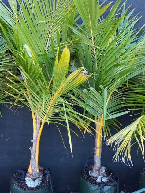 Coconut Palm Palms Ross Evans Garden Centre