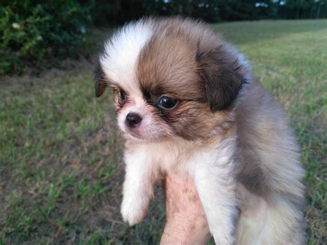 Buy japanese chin collectables and get the best deals ✅ at the lowest prices ✅ on ebay! Japanese Chin Puppies For Sale | Ahoskie, NC #243806