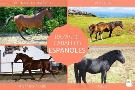 Razas De Caballos Españoles Lista Completa Con Fotos