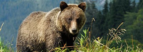 Brown Bear “grizzly” Boreal Forest