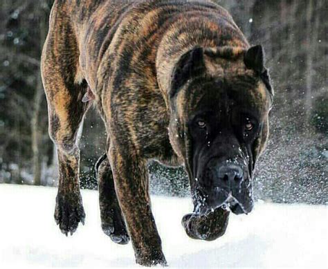The Top 10 Worlds Most Dangerous Dog Breeds 2024 Pictures